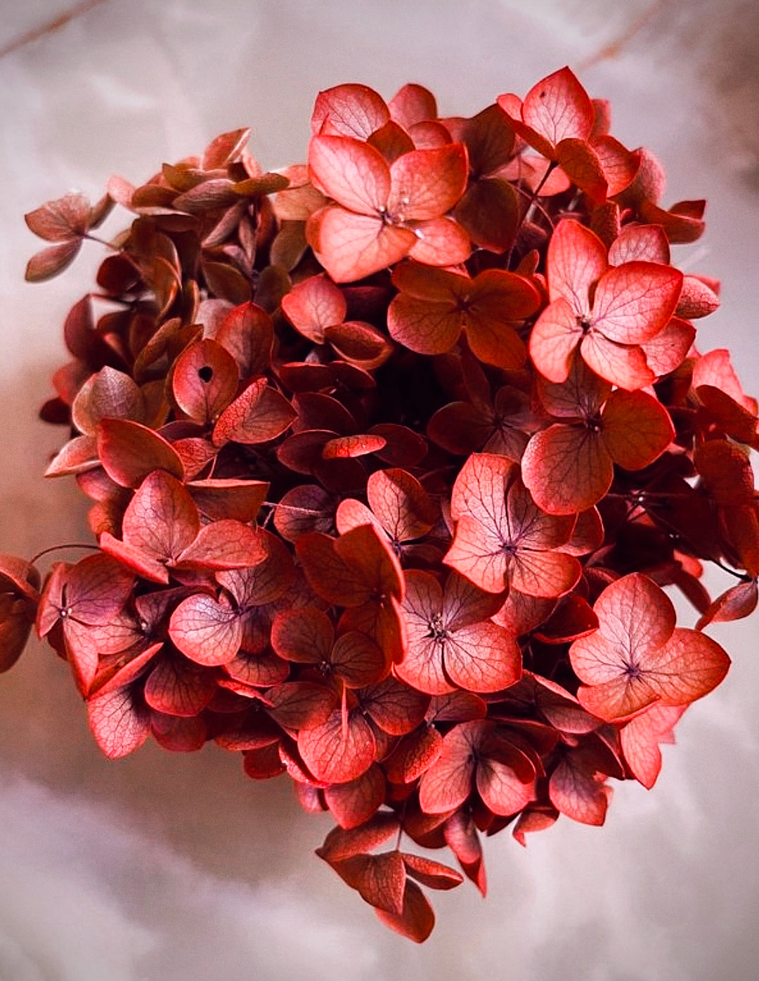 Formation fleurs séchées - 'Éternelles et colorées'